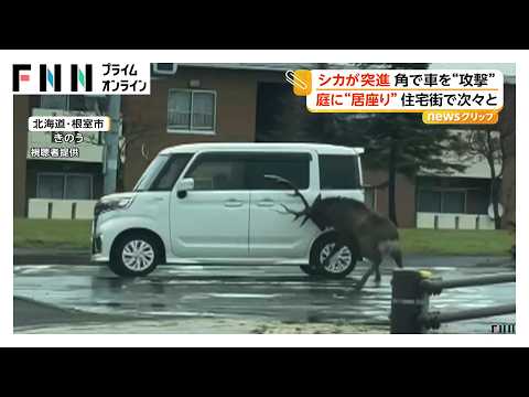 シカが角で車を“攻撃”　住宅街でも居座り 北海道でシカの目撃多発（2026年10月20日）