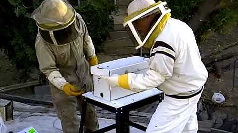 First day introducing my new queen bee part 4 of 4