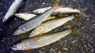 鮎のルアー友釣り その２ Youtube