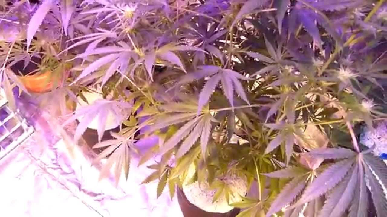 La Plata Labs - Buddhas Delight Cannabis Grow - Update 10 Presented by TheSocialGrow.com