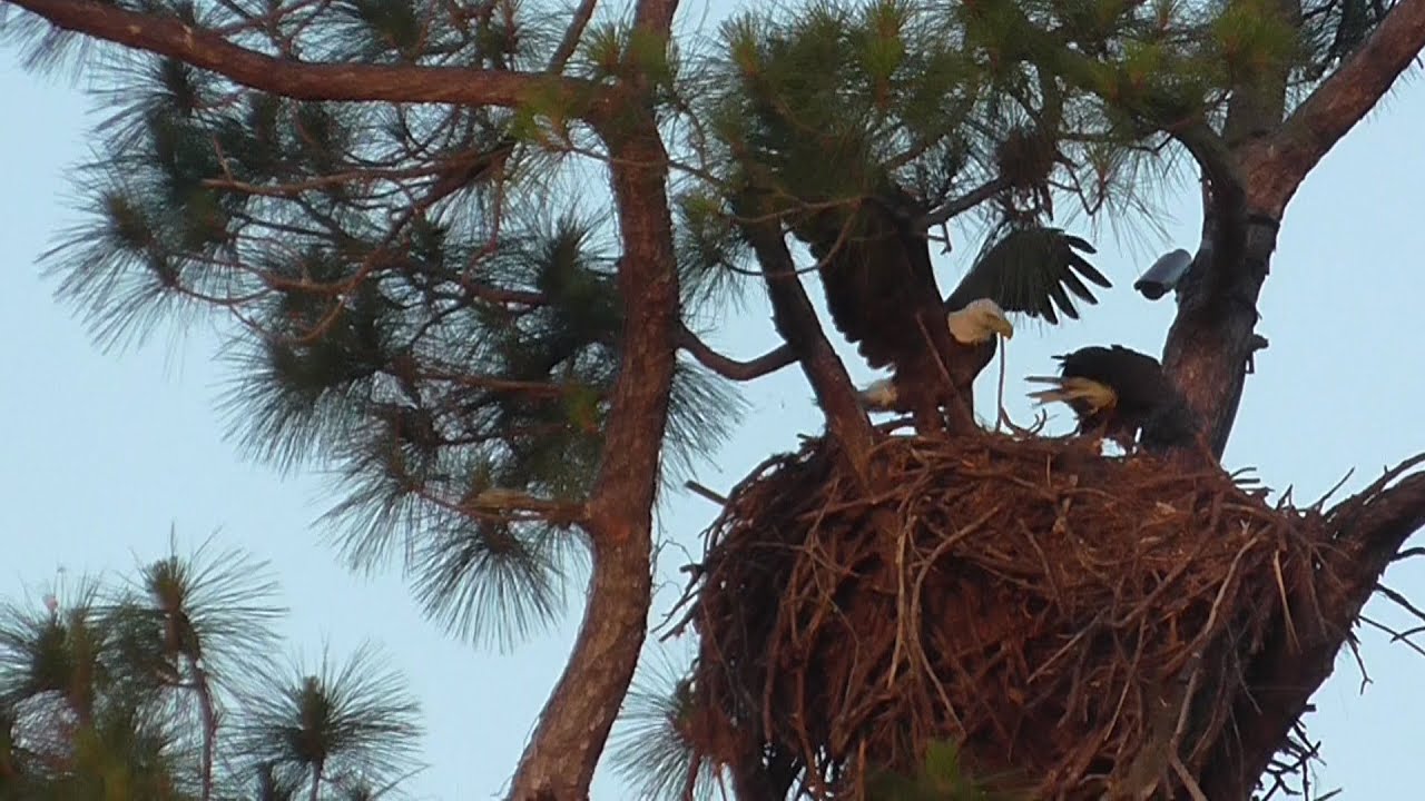 SWFL Eagles_Harriet Brings 1st New Crib Rail~Ozzie Would Be Proud 05-12-15