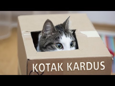 Video: Mengapa Kucing Suka Kotak?
