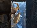 Very emotional scene 🐐🐐🐐 #youtubeshorts #wildlife #amazing