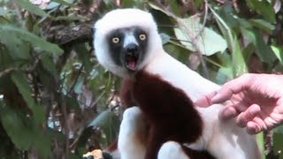 The Coquerel's Sifaka Lemurs, gobbling fruit and jumping on the trees, Madagascar