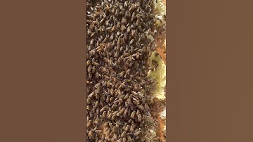 Can You Find the Queen Bee?