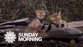 Nature: Red foxes' den