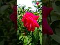 Rose flower 🌹.....#youtubeshorts #rose #love #trending #flowergarden #flowers