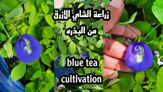 زراعة الشاي الازرق من البذره blue tea cultivation