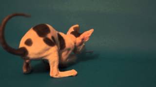 Котенок Корниш Рекс, окраса голубой арлекин, 2 меяца/Cornish Rex kitten blue harlecin, 2 months Котенок Корниш Рекс, окраса голубой арлекин, 2 меяца/Cornish Rex kitten blue harlecin, 2 months