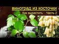 Виноград Выращивание  из семян Советы Рекомендации Grapes grow themselves from the seed advice