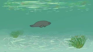"A Day in the Life of a Manatee" Animated Documentary - Animal Behavior