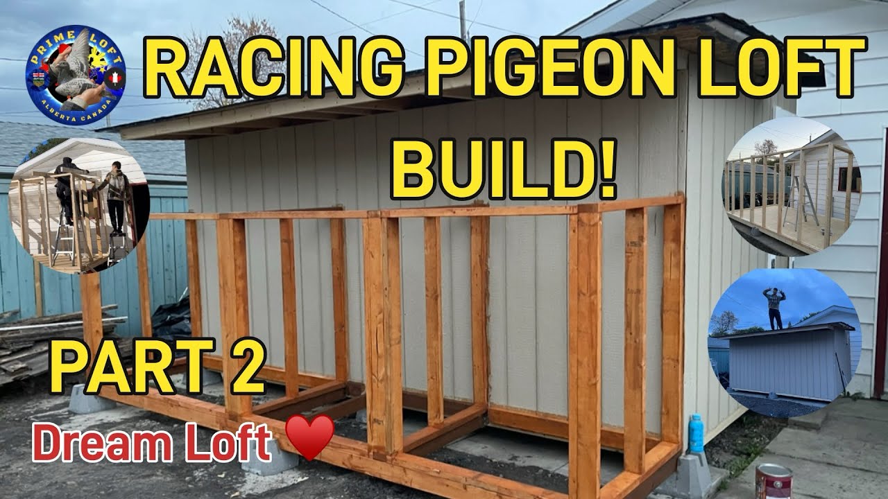 Pigeon Racing Test Loft PART 2, MY RACING PIGEON LOFT BUILD IN CANADA LOFT DESIGNS, DIMENSIONS ...