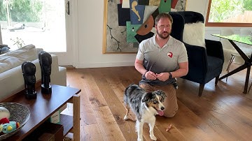 Using Counterconditioning to Stop Spike From Barking at the Door