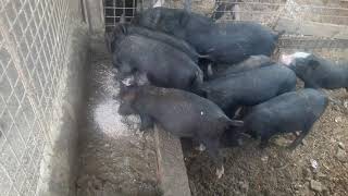 Ecopig Scientific Breeding Farm10