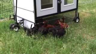 solar coop chicken grid living fence powered