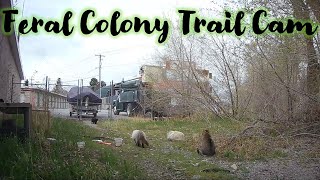 Feral Colony Trail Cam-My husband set up a trail camera at my feral colony for a week by Catville TNR 2,234 views 2 years ago 31 minutes