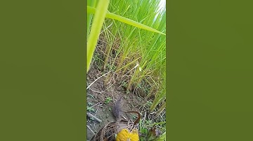 Bẫy chim cút p23 bằngchim cút bằng  thòng lọng  #shorst #shortsvideo