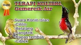 Master  Kolibri Ninja (konin) Isian Cililin, Ciblek, Belalang, Cucak, jangkrik, terapi Gemercik Air