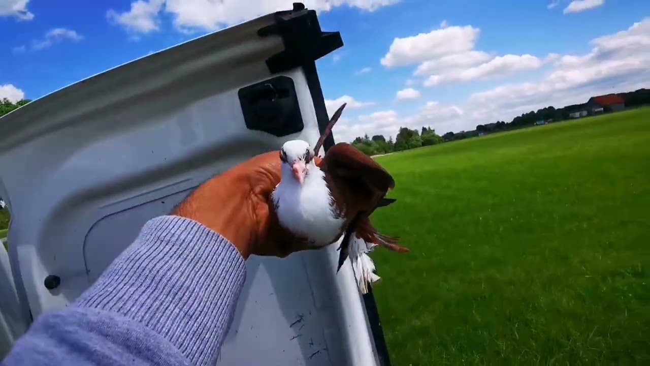 فكيت الفرخات الحمر 🕊️بسم الطيبين وكل المتابعين 😘