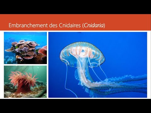 Cours de Zoologie (Embranchement des Cnidaires) - Dr. BOUAM I.