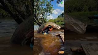 Why is the Arapaima fish so dangerous?😱#factshorts #viralshorts #viral #newfacts #factshorts