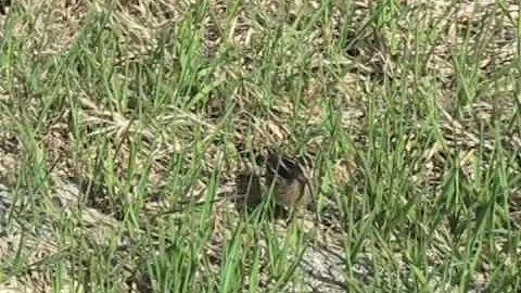 Wilson's Snipe - Waterbury, VT