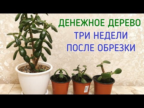 Денежное дерево. Толстянка. Три недели после обрезки.