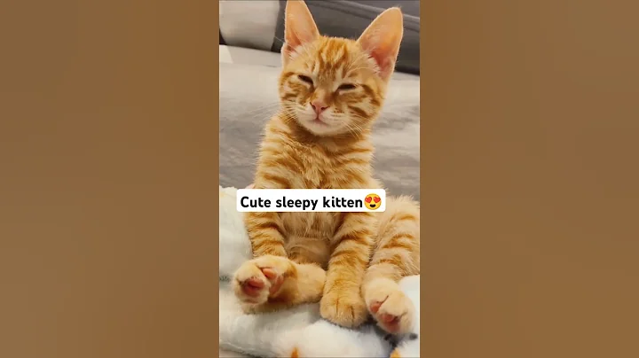 Watch the video about Cute sleepy kitten 🐾 😍.Please subscribe. #kitten#cat#funny#cute#catlover#pets#catshorts#viralnow