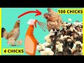 Just One Spray of Vinegar will Make you Hatch 100 Chicks from 110 Fertilised eggs at Home (Perfect)
