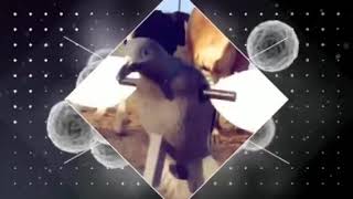 Collared-Dove Demolition