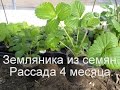 Земляника из семян . Рассаде 4 месяца .