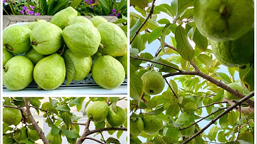 Chia sẻ cách cắt cành tạo tán và chăm sóc cây ổi trồng chậu trên sân thượng để ra nhiều quả.#thuy#