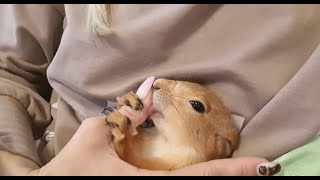 видео: Белка отдыхает у меня на животе 🥰 The squirrel is resting картинка: Белка отдыхает у меня на животе 🥰 The squirrel is resting