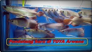 Arowana Fish Shop Price Review in Cikarang Bekasi