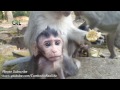 Life of monkeys Ep108, baby monkey with mom, baby monkey try to walk, ba...