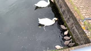 Swans with chicks