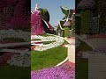 Парк цветов в Дубае (Dubai Miracle Garden)2020