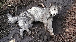 ХАСКИ УМИРАЕТ / спасение собаки