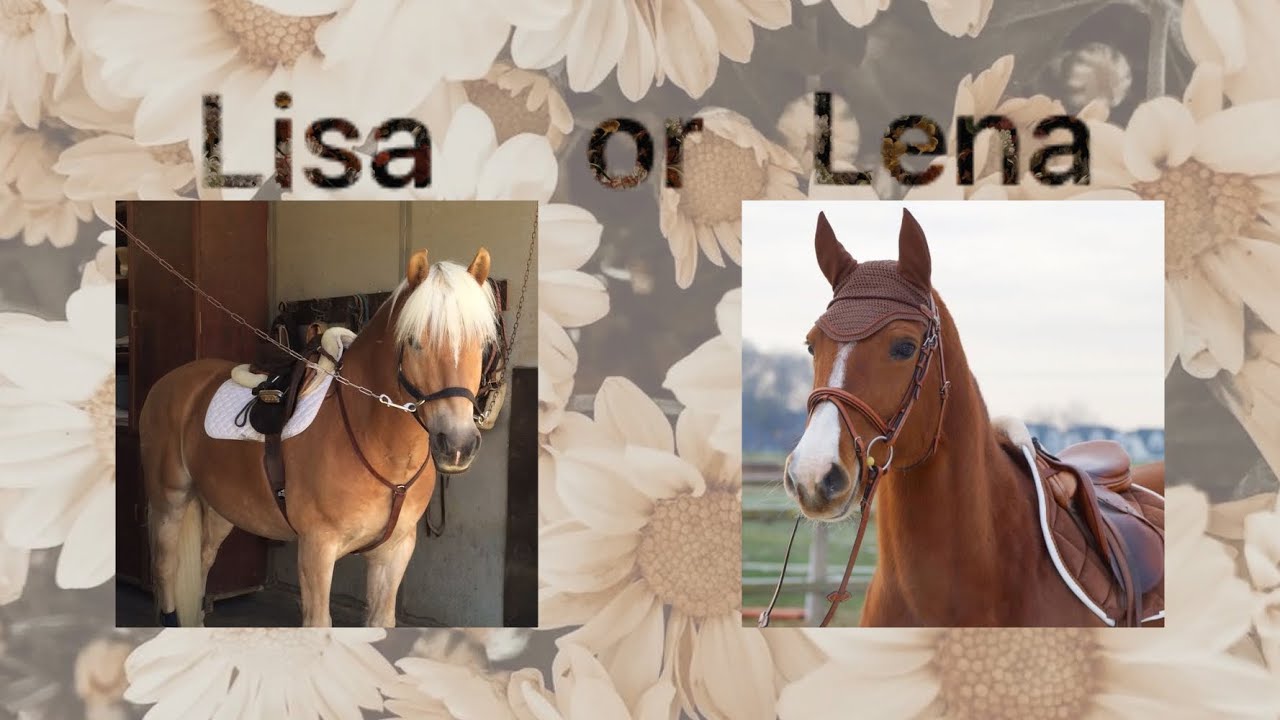 Lisa or Lena? Horses