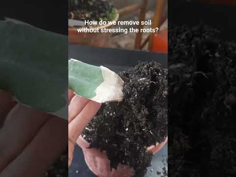 Video: Kaip atsikratyti augalo: sužinokite, kaip pašalinti žiedpumpurius