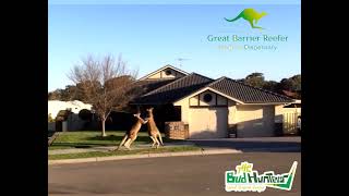 The Bud Hunters - Indica vs Sativa Kangaroo Style