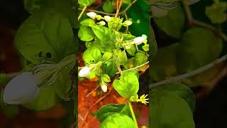 Shorts Malli Jasmine Loving Flower Plants Blowing Fragrance