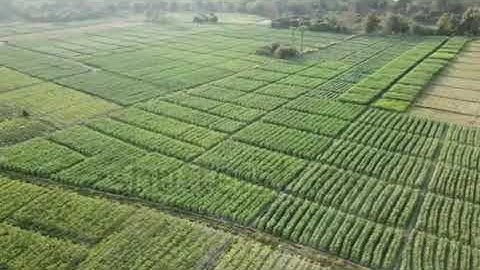 check basin irrigation method (Agriculture)