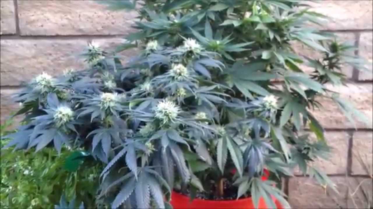 Outdoor Pot Plants 110