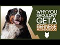 BERNESE MOUNTAIN DOG! 5 Reasons you SHOULD NOT GET A Bernese Mountain Dog Puppy!
