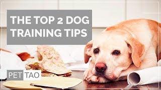 Top 2 Dog Training Tips -PET | TAO Holistic Pet Products