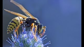 Chrissy Teigen Befriended A Nice Bug. Twitter Tried To Convince Her It Was A Dangerous Wasp.