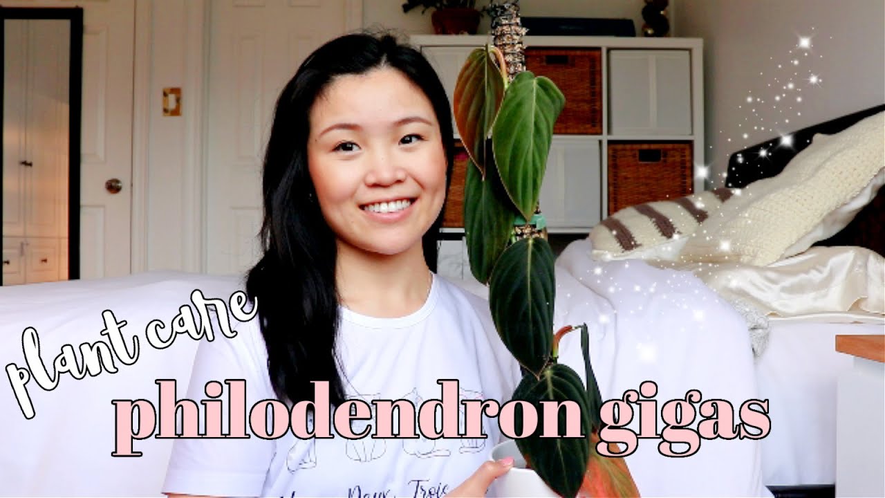 How to Care for Philodendron Gigas | Plant Care Tips and Tricks