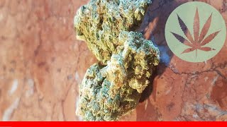 Whitewalker Og - All About This Strain