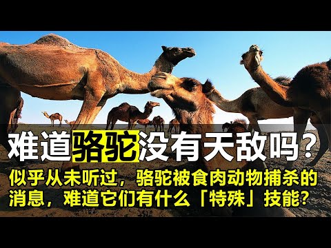 骆驼难道没有天敌吗？为何很少有食肉动物捕杀骆驼？